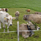 _c_ Gerhard Scopoli - Alpabtrieb Bartholom__berg - 170.jpg