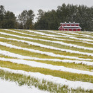 Erster Schnee in Calgary