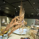 Dieser Dino jagte nach Haien