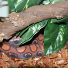 Happy Pet in Feldkirch hat eröffnet