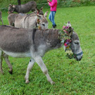 Großer Alpabtrieb in Tschagguns