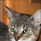 Fero: Liebenswerter Ex-Streuner sucht schönes Daheim