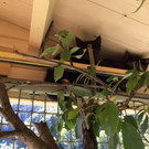 Katzenpflegestelle Vandans: "Findelkinder" suchen ein Zuhause