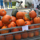 IMG_8993.JPG