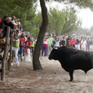 Stierhatz in Spanien