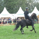 Festival der Tiere1.jpg