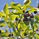 NEUE-Gartentipp: Blaue Beeren sind gesund und schmecken